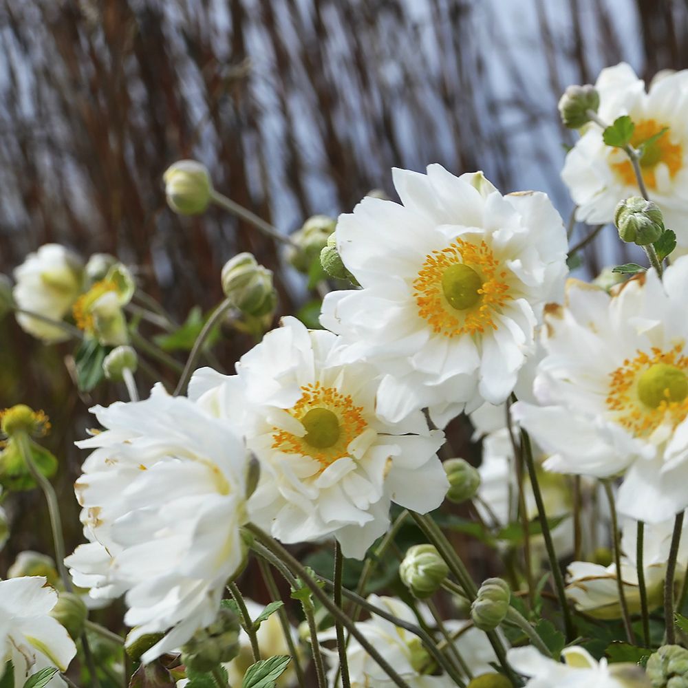 Anemone x hybrida Whirlwind